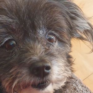 Meet your Posher, Candy